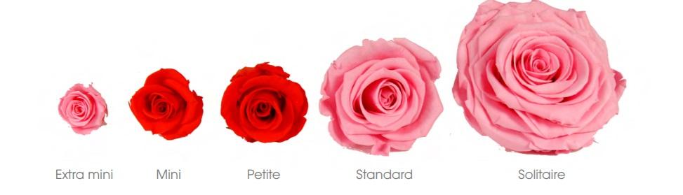 Couleurs roses taille