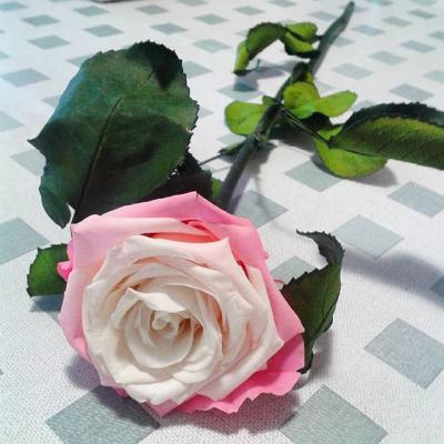 fleurs éternelles