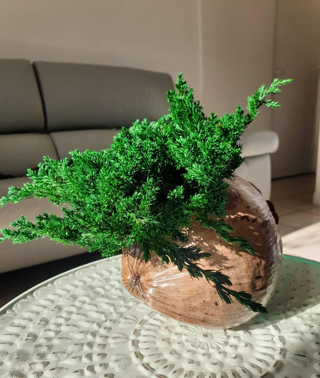 bonsai artifleurs