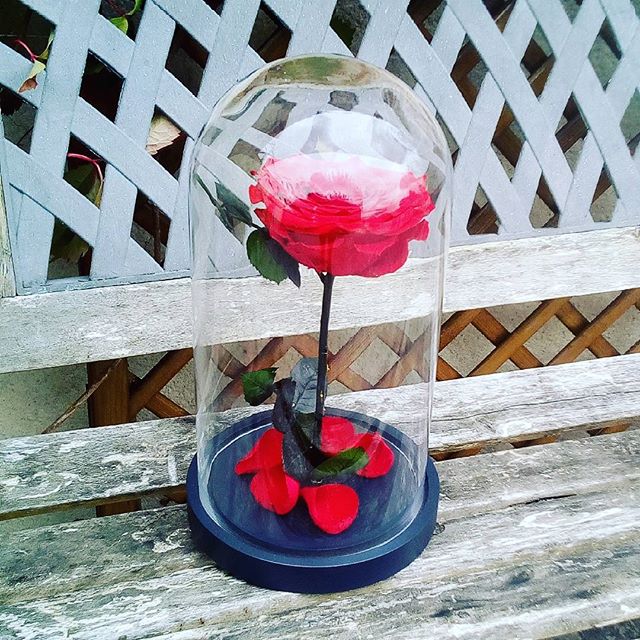 20214654 106852713320158 3447731923953123328 n