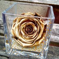 rose eternelle