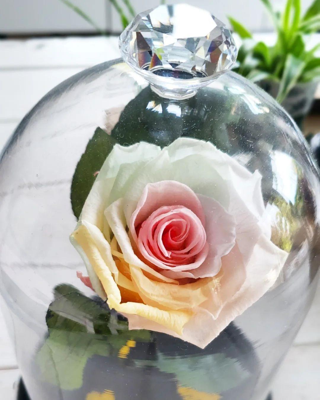 316739993 1156560954989534 4407286547886471116 n