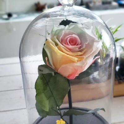 cloche en verre et roses éternelle la belle terrarium