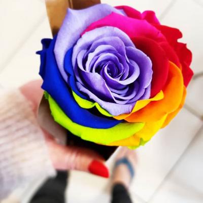 rose arc en ciel artifleurs