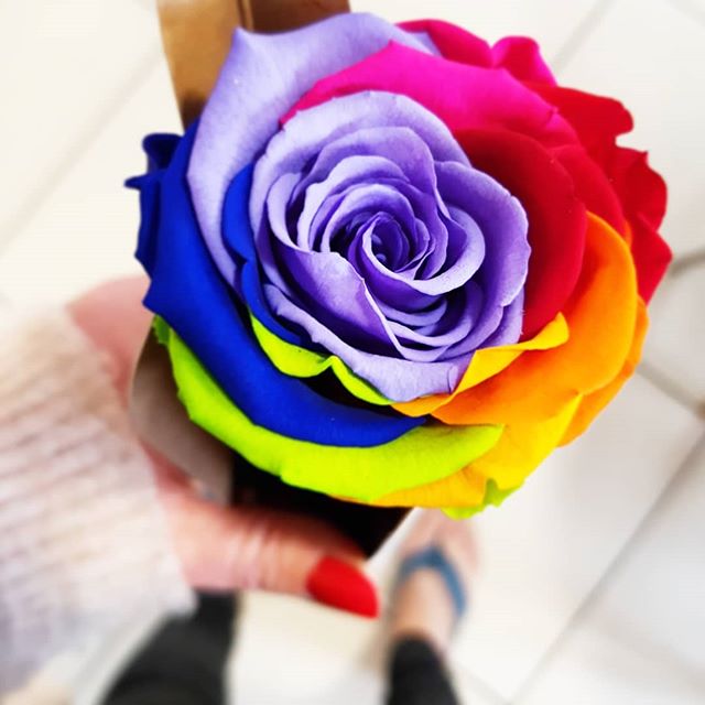 Rose éternelle arc-en-ciel Rainbow