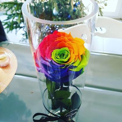 rose rainbow