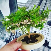 bonsai artifleurs