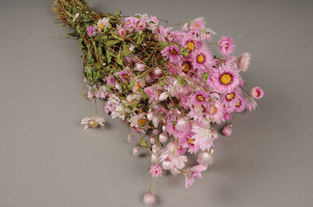 Botte de rodanthe rose naturelle sechee