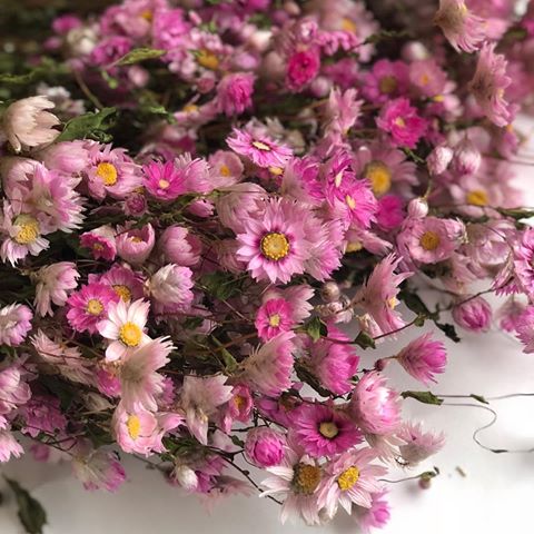 Botte de rodanthe rose naturelle sechee2