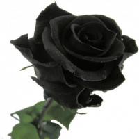 Bouquet 3 noir