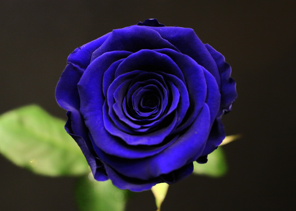 Bouquet 3 roses bleu