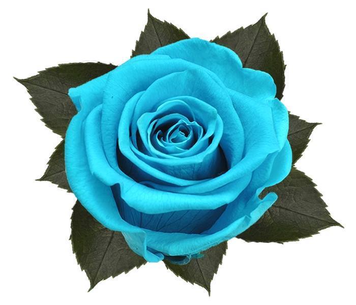 Bouquet 3 roses bleu2