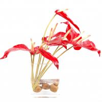 Bouquet anthurium