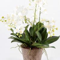 Bouquet phalaenopsis 100cm artifleurs