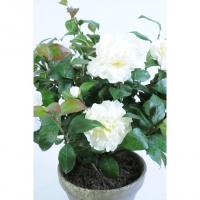 Camellia pot terre 1 