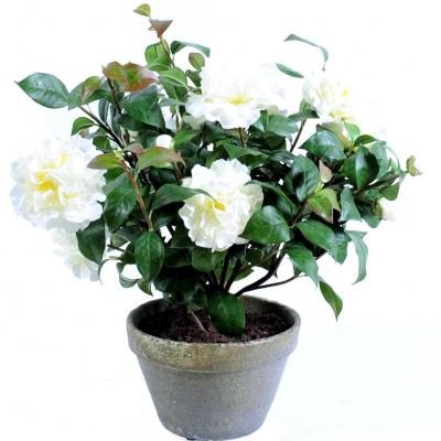 Camellia pot terre