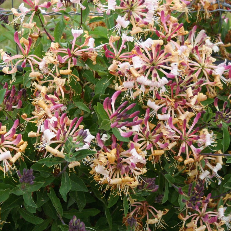 Chevrefeuille1