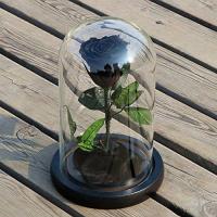 Cloche verre black rose