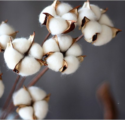 Coton naturel