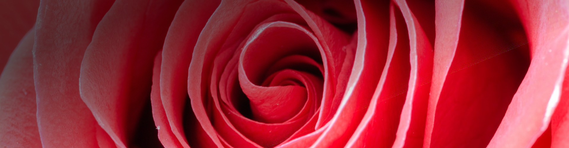La beauté éternelle à portée de clic : Des roses qui captivent, sans jamais faner !