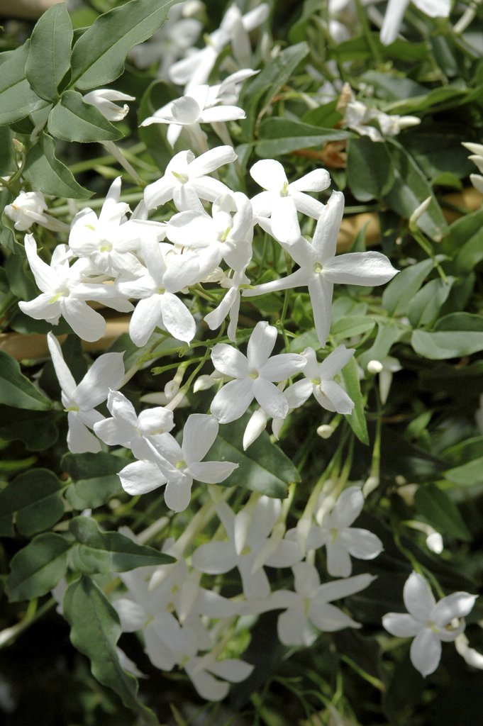 Jasmin
