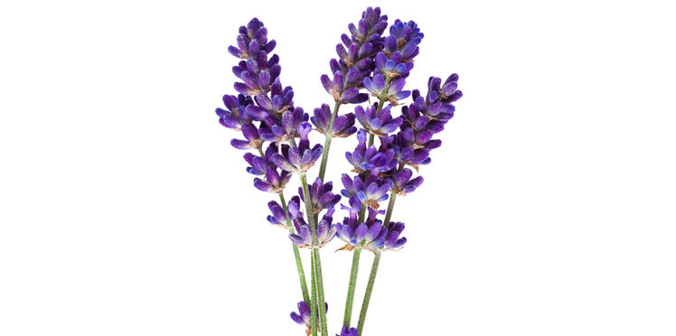 La lavande artifleurs