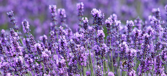 Lavande artifleurs