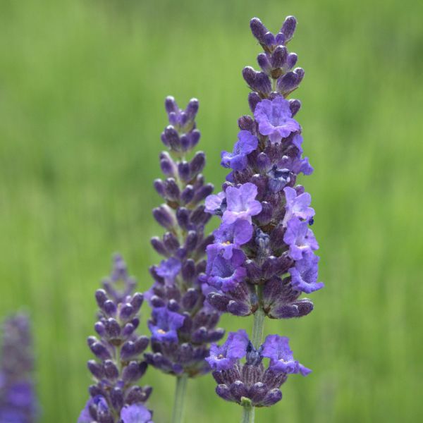 Lavandin artifleurs