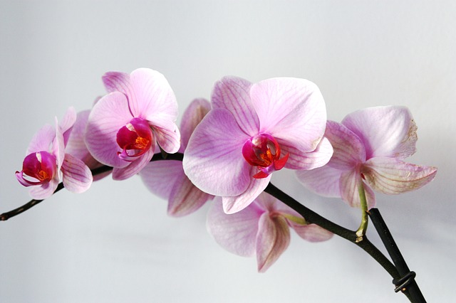 Orchidee2