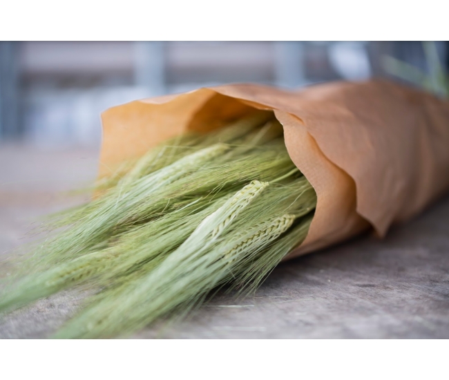 Orge sechee naturelle