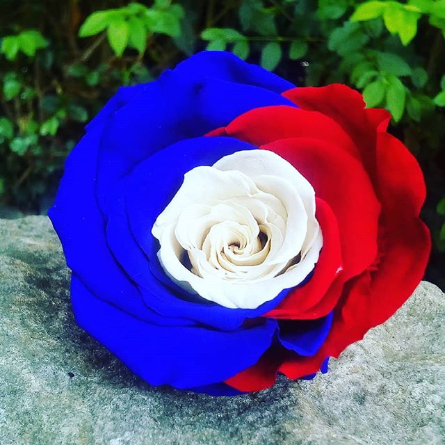 Grande ROSE éternelle sur tige bleu blanc rouge 