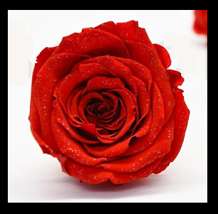 Rose diamant