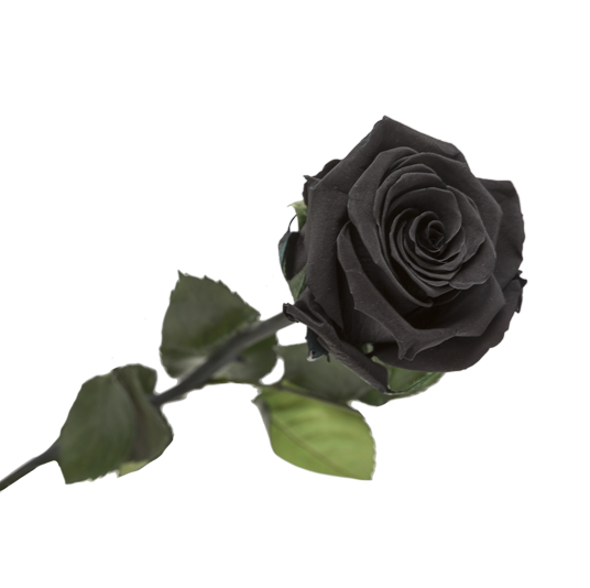 Rose e ternelle noire