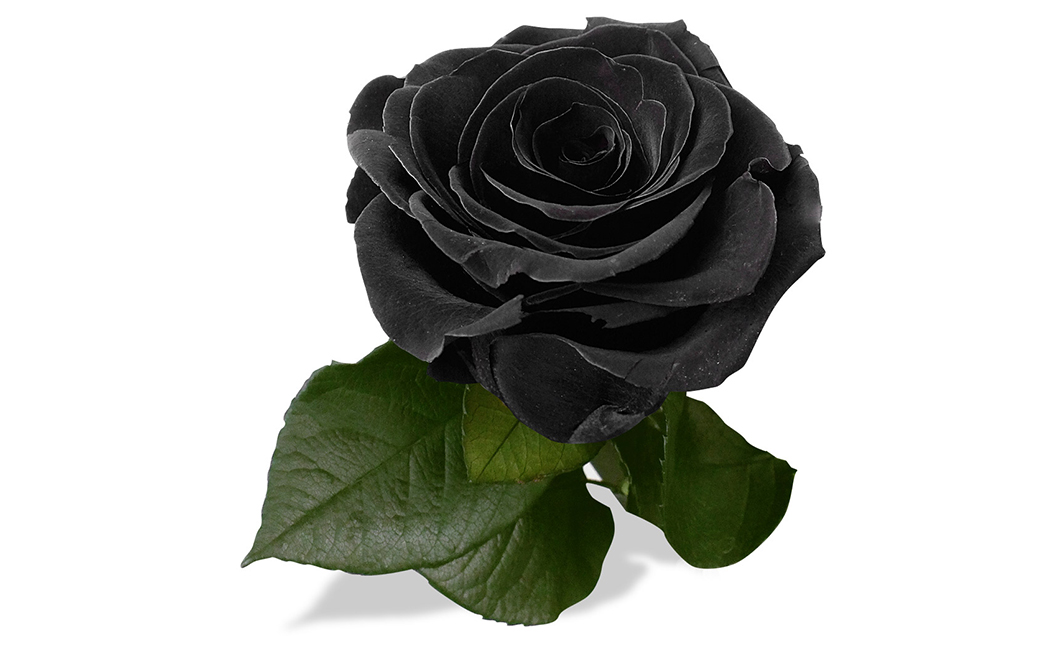 Rose noir