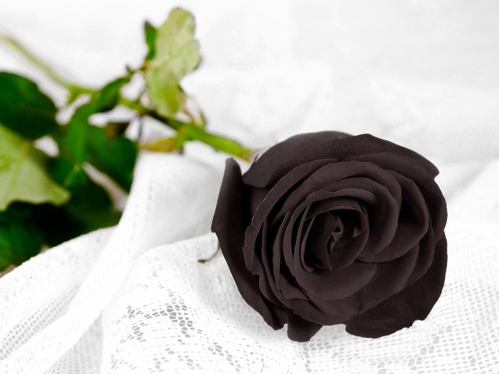 Rose noire fleur couleur signification 1