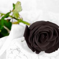 Rose noire fleur couleur signification