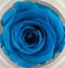 Turquoise artifleurs